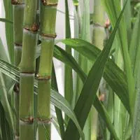 material-bagasse.jpg