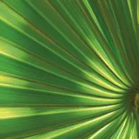 material-palmblatt.jpg